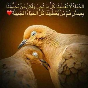 Meet your Posher, Reda